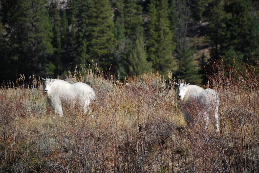 Bucks T4 Lodge Big Sky Esterno foto