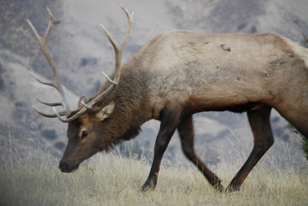 Bucks T4 Lodge Big Sky Esterno foto