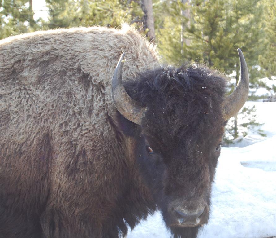 Bucks T4 Lodge Big Sky Esterno foto